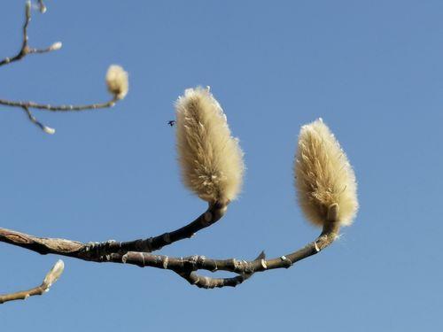 玉兰花的花苞为什么会枯萎