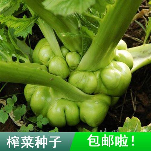 大光头菜怎么吃