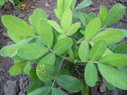 花生植株内具有结缔组织