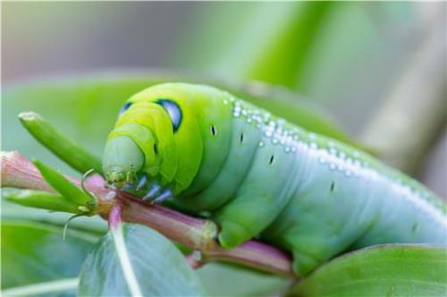 木花虫养殖方法