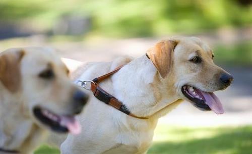 拉布拉多幼犬每小时跑多少公里