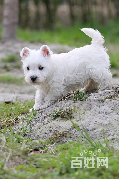 西高地犬资料介绍