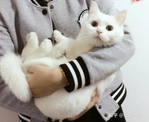 为什么一岁的猫咪不让抱抱