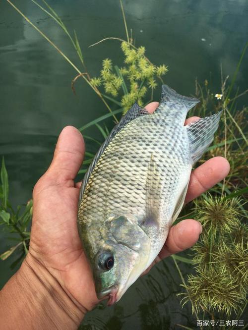 罗非鱼是海鲜之类吗