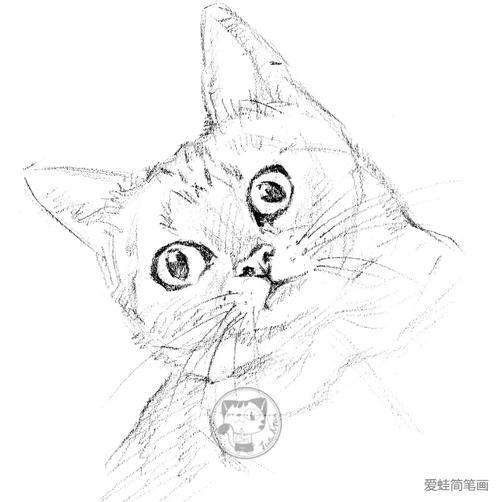 小猫眼线画法