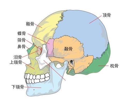 男生才有蝶骨吗