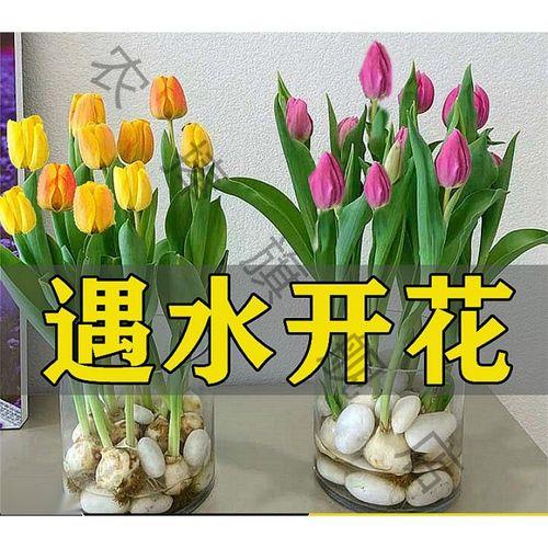 郁金香和水仙花的区别