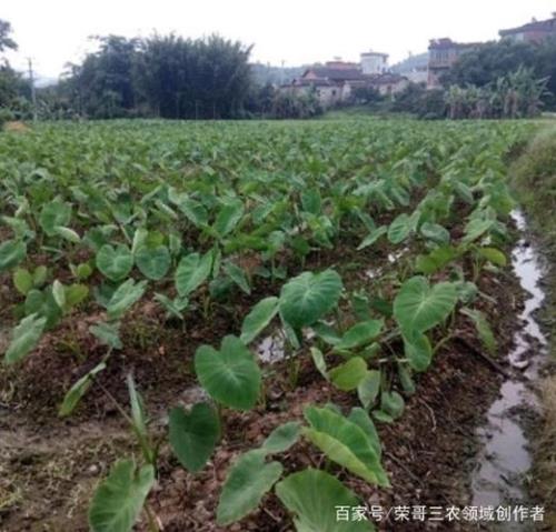 毛芋什么时间种植最佳