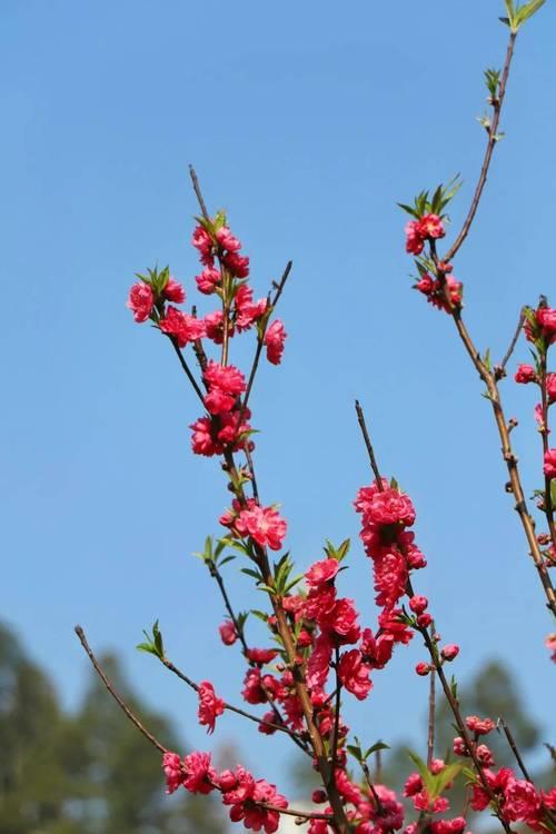 桃花依旧笑春风含义