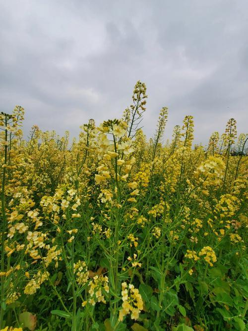 彩色油菜花在什么地方