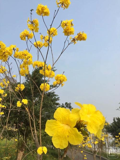 黄风铃花怎么拍好看