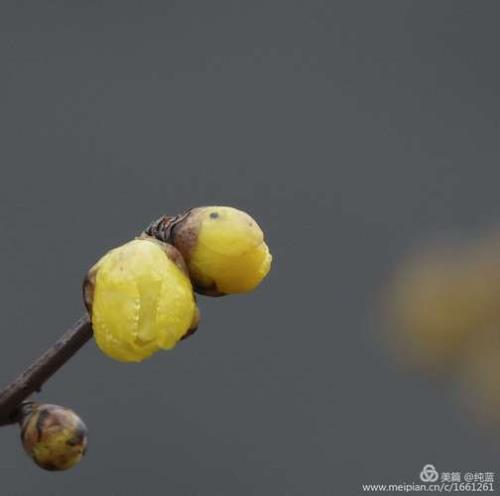 黄色腊梅花怎么插瓶里好看