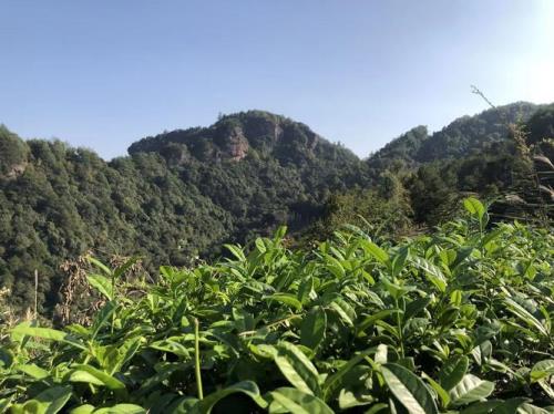 鹤顶红岩茶与红顶鹤岩茶区别