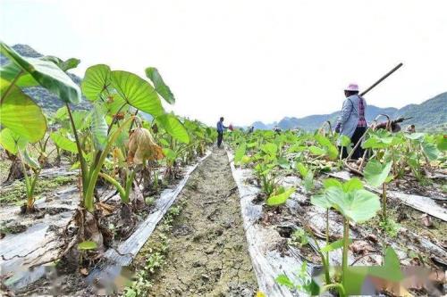 芋头几月份成熟收获