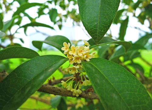 桂花一年开几次花