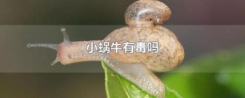 蜗牛被刀砍断了头会是什么样