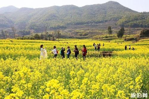 桂平油菜花基地怎么去