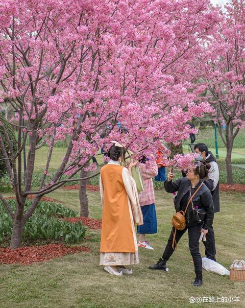 成都市区赏樱花的最佳地点