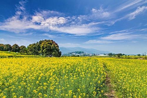 安徽油菜花最佳观赏期