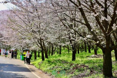 2023贵州安顺樱花最佳观赏期