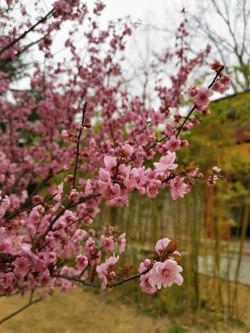 香积寺有梅花吗