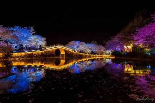 无锡鼋头渚樱花夜景几号开始