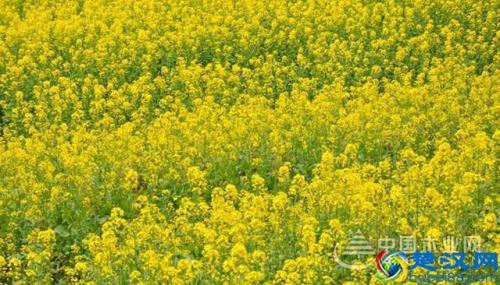 武汉的油菜什么时间开花