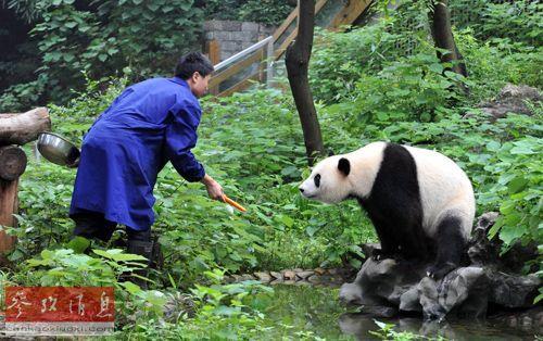 如何成为熊猫饲养员