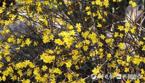 济南迎春花最多的地方