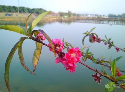 松山湖桃花什么时候