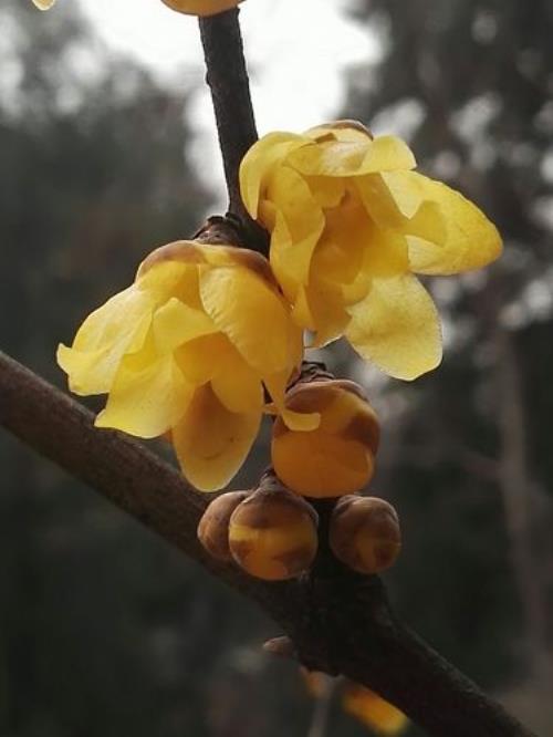 章丘植物园有腊梅花吗