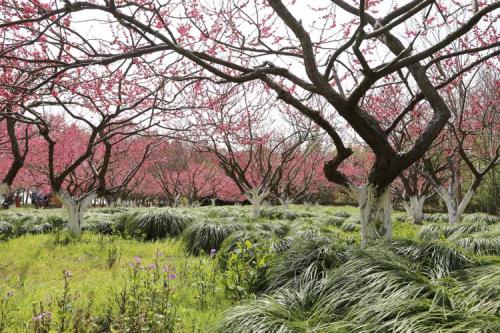 奉贤森林公园梅花现在开了没有