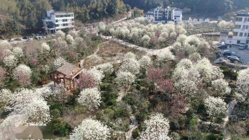 从化良口阿婆六茶花谷门票