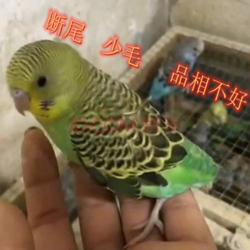 玄凤下蛋19天怎么还没出小鸟